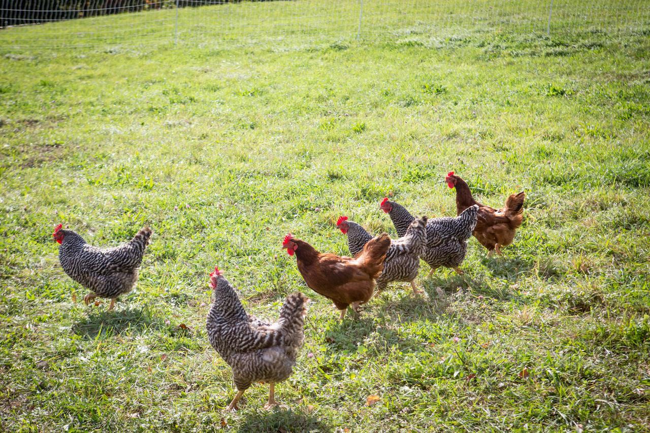 Woodstock Sustainable Farms Villa Room photo